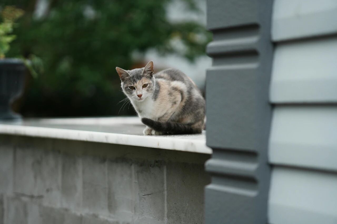 非暴力沟通公式：观察、感受、需要、请求